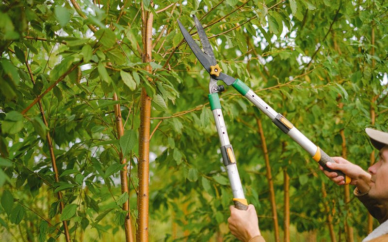 Tree trimming in Hinckley, NY